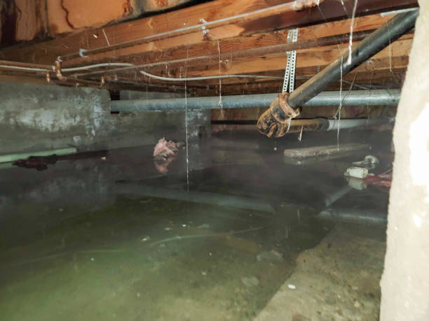 Best Ceiling water damage repair  in Terry, MS